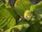 Hazel bush Corylus with maturing hazelnuts in Greece on a sunny day