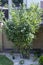 The hazel bush in the garden, on the rockery covered with marble chips