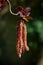 Hazel Catkins Corkscrew Red Leaves