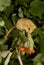 Hazel or common dormouse, Muscardinus avellanarius