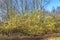 Hazel, Corylus avellana, with exuberant flowering catkins