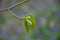 Hazel Corylus avellana leaf buds - budburst; fresh green leaves