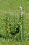 Hazel or Corylus small deciduous tree with light green rounded leaves with double serrate margins surrounded with wire net