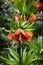 Hazel flower orange or Royal crown in garden