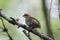 Hazel grouse baby sitting on branch