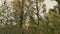 Hazel grouse on birch tree pechora