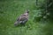 Hazel grouse, Bonasa bonasia