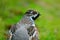 Hazel Grouse, Bonasa bonasia, portrait of rare forest bird, Sweden