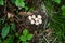 Hazel grouse, Tetrastes bonasia nest with seven eggs in a lush boreal forest