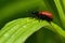 Hazel leaf-roller beetle, Apoderus coryli on a leaf