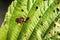 Hazel leaf-roller weevil