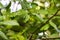 Hazel nut on a branch of a Bush