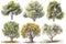 Hazel Tree Forest Pack: Hand-Drawn Collection .