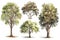 Hazel Tree Forest Pack: Hand-Drawn Collection of Trees .