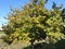 Hazel tree with green leaves in autumn . Tuscany, Italy