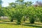 Hazel trees in private yard. sunny day