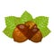 Hazelnut. Autumn harvest of wood. Natural food and a snack in a shell. Acorn with green leaves