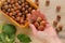 Hazelnut basket.Hand pouring nuts into the basket on a wooden table.Nuts with green leaves. harvest of hazelnuts