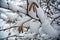 Hazelnut branches under the snow