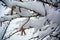 Hazelnut branches under the snow