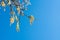 Hazelnut catkins against blue sky