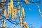 Hazelnut catkins against blue sky