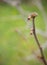 Hazelnut Corylus avellana flower on a branch close up