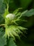 Hazelnut (Corylus avellana), unripe fruits