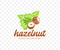 Hazelnut, filbert, cobnut, nut, leaves and plant, graphic design