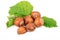 Hazelnut or filbert nuts with leaves on white background