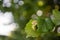 Hazelnut fruit unripe on tree branch