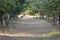 Hazelnut Grove with Blurry Hiker