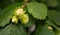 Hazelnut growing on a tree in summer