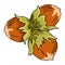 Hazelnut hand drawn sketch. Nuts vector illustration. Organic healthy food. Great for packaging design. Organic Food, cosmetics,