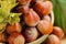 hazelnut harvest.Hazelnuts in a round green bowl with green leaves close-up on a wooden table. Farmed organic hazelnuts