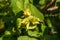 Hazelnut Husks on Tree