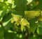 Hazelnut Husks on Tree