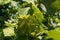 Hazelnut Husks on Tree