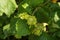 Hazelnut Husks on Tree