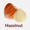 Hazelnut icon, realistic style