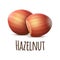 Hazelnut icon, realistic style