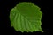 Hazelnut leaf closeup