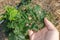 Hazelnut leaf damaged by a pest closeup in a man`s hand. Industrial nut cultivation and beetle protection