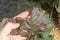 Hazelnut leaf damaged by a pest closeup in a man`s hand. Industrial nut cultivation and beetle protection