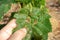 Hazelnut leaf damaged by a pest closeup in a man`s hand. Industrial nut cultivation and beetle protection