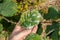 Hazelnut leaf damaged by a pest closeup in a man`s hand. Industrial nut cultivation and beetle protection