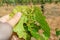 Hazelnut leaf damaged by a pest closeup in a man`s hand. Industrial nut cultivation and beetle protection