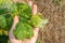 Hazelnut leaf damaged by a pest closeup in a man`s hand. Industrial nut cultivation and beetle protection