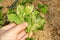 Hazelnut leaf damaged by a pest closeup in a man`s hand. Industrial nut cultivation and beetle protection