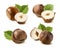 Hazelnut nut leaf set isolated on white background 7
